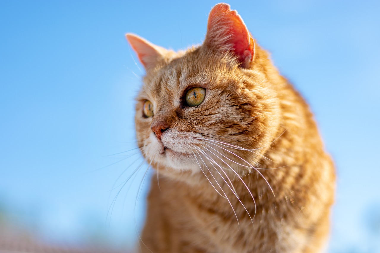 Orange cat in front of a blue sky